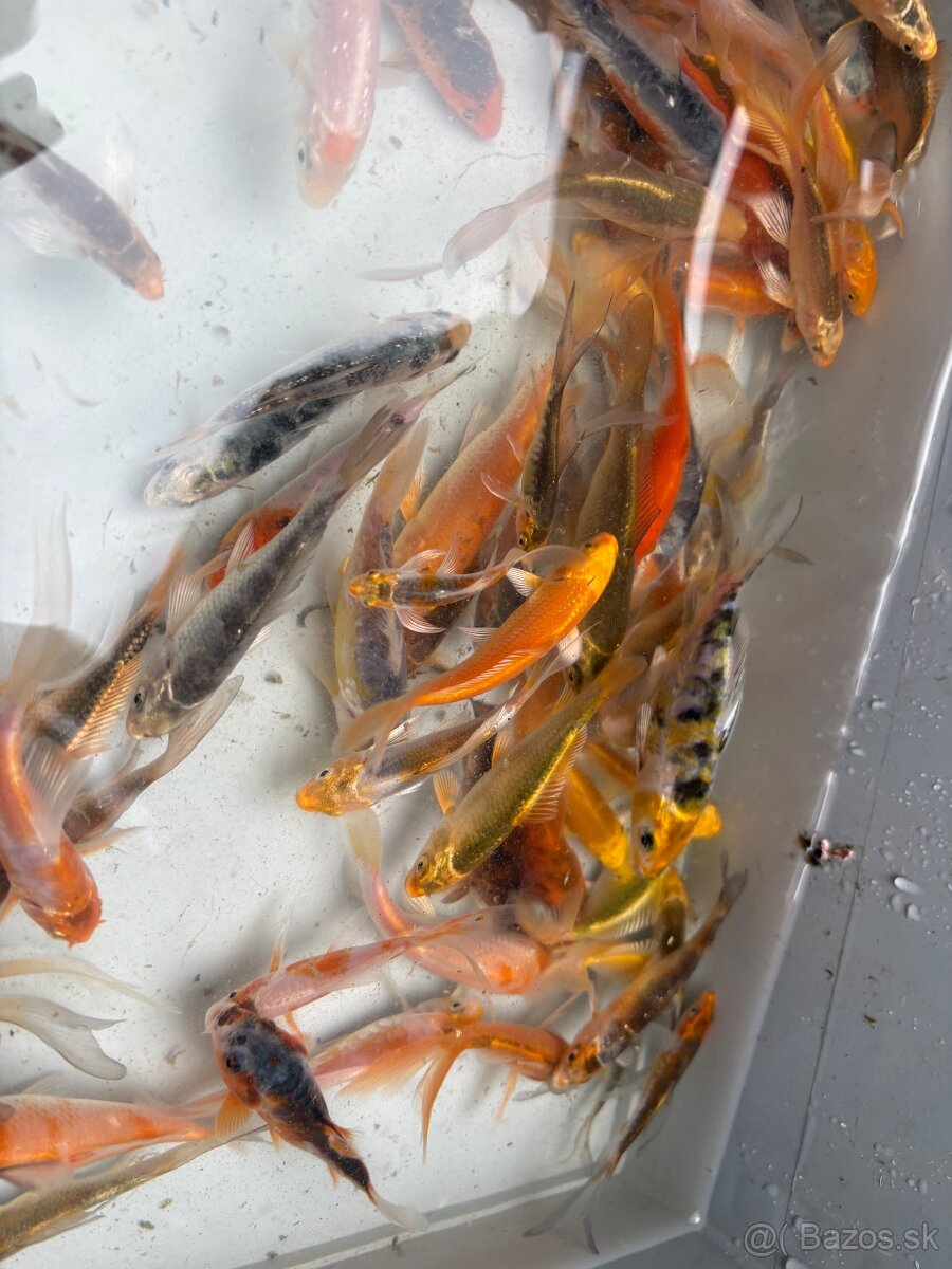 Buterfly koi ,Japonské koi kapre - 5