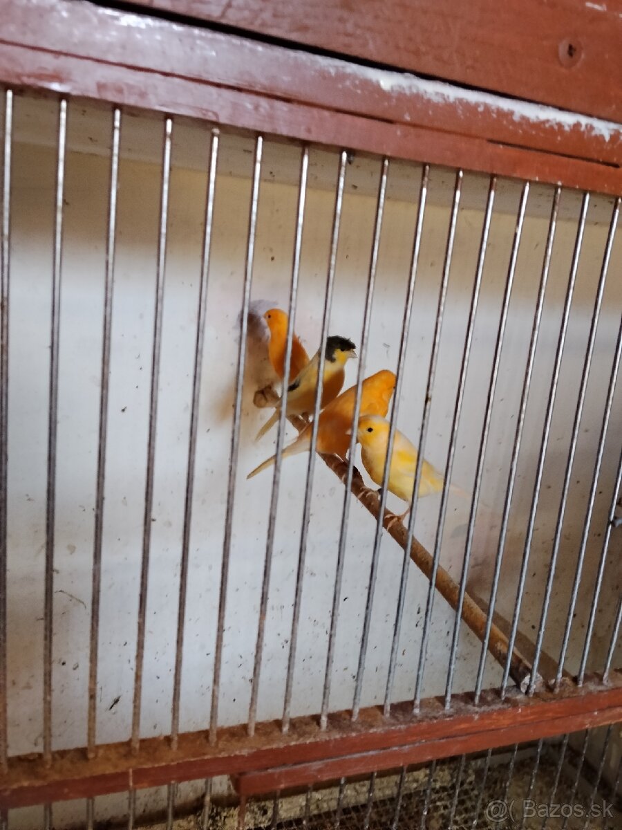 Predám kanariky - 5