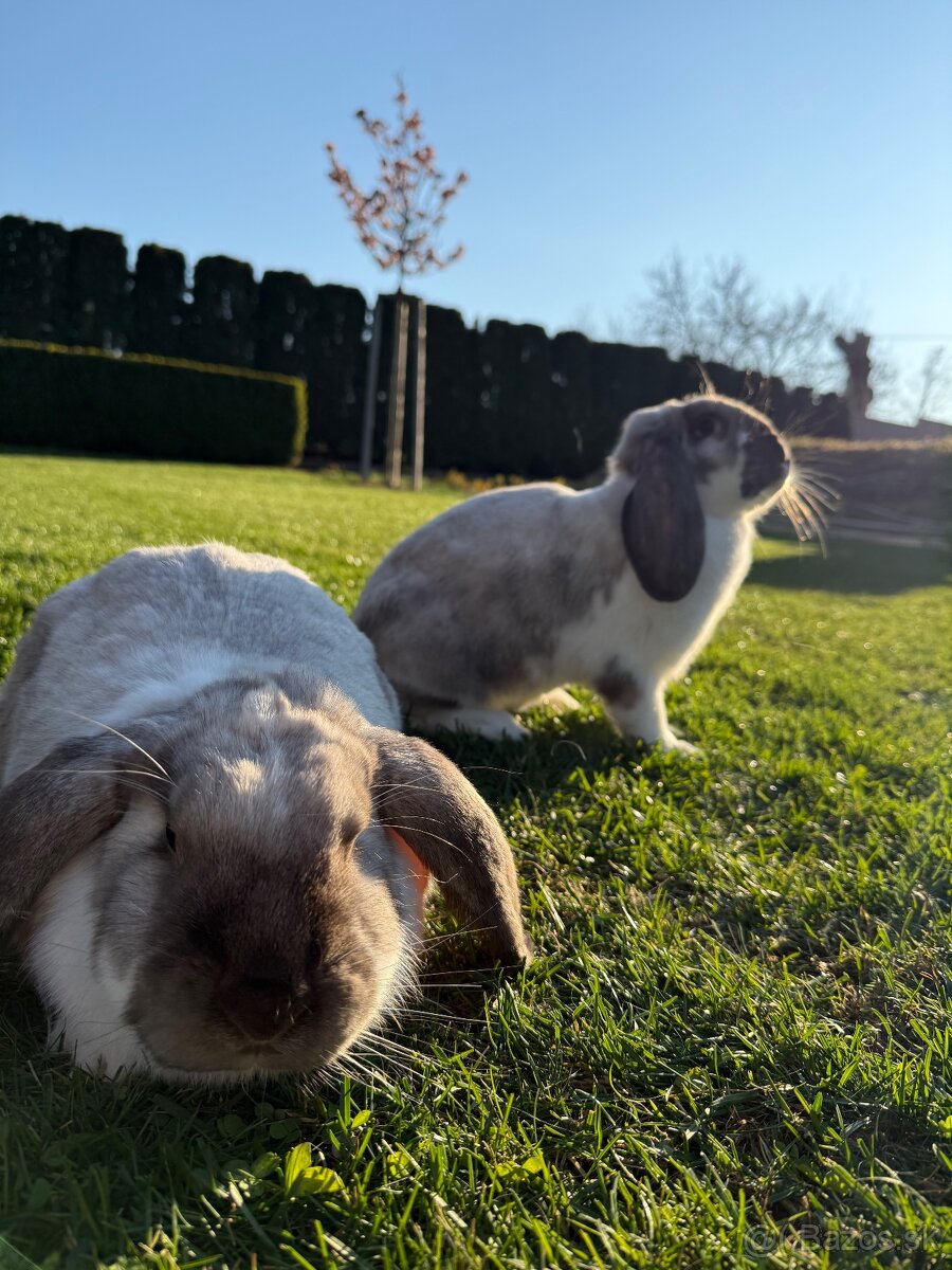 Francúzske baranie králiky - 5