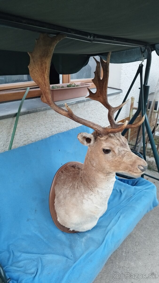 Predám krásny preparát Daniela. Parožie,zhody, trofeje - 5