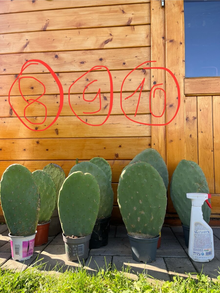 Opuncia / Figový kaktus - 5