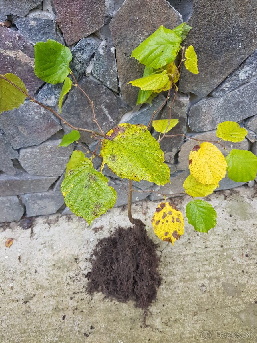 Lipa, lieska, hrab, buk - 5