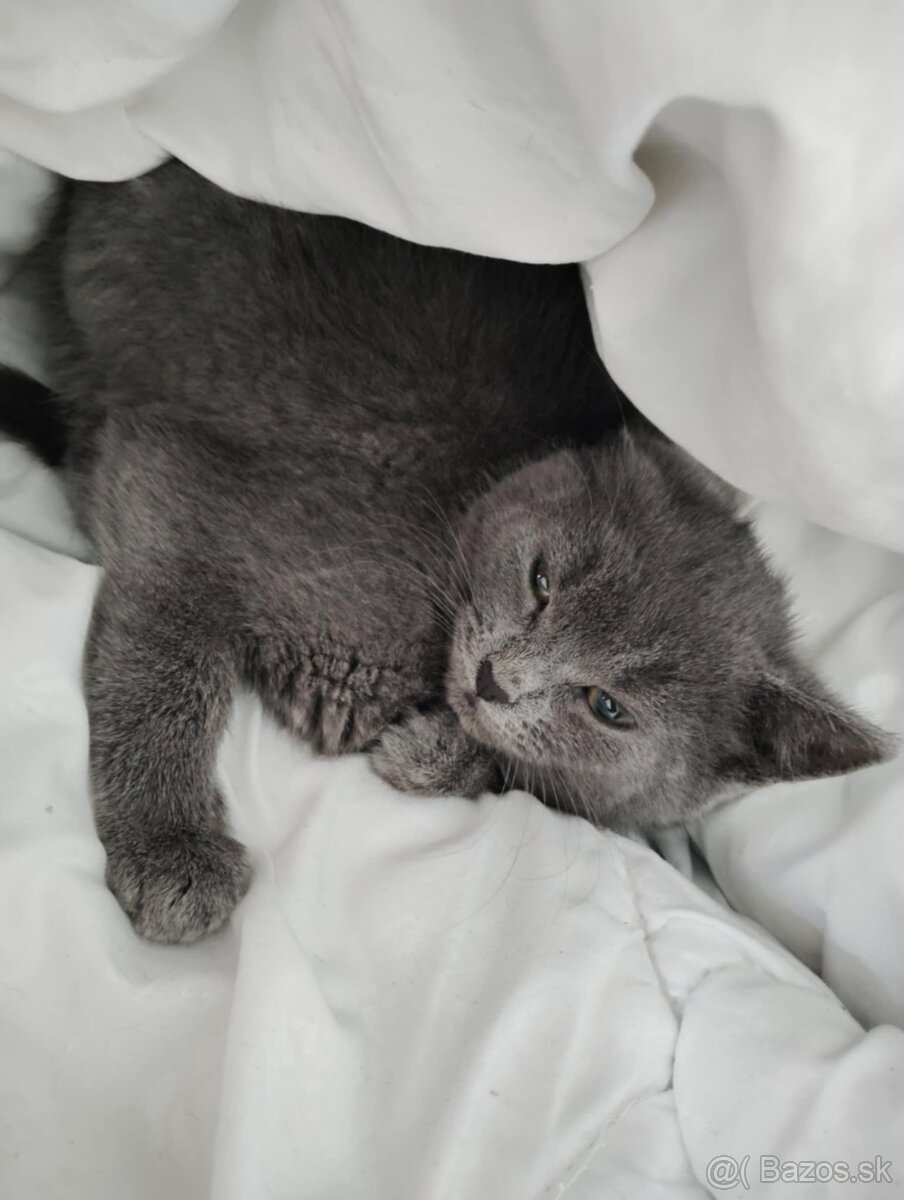 Darujem mačiatka - 5