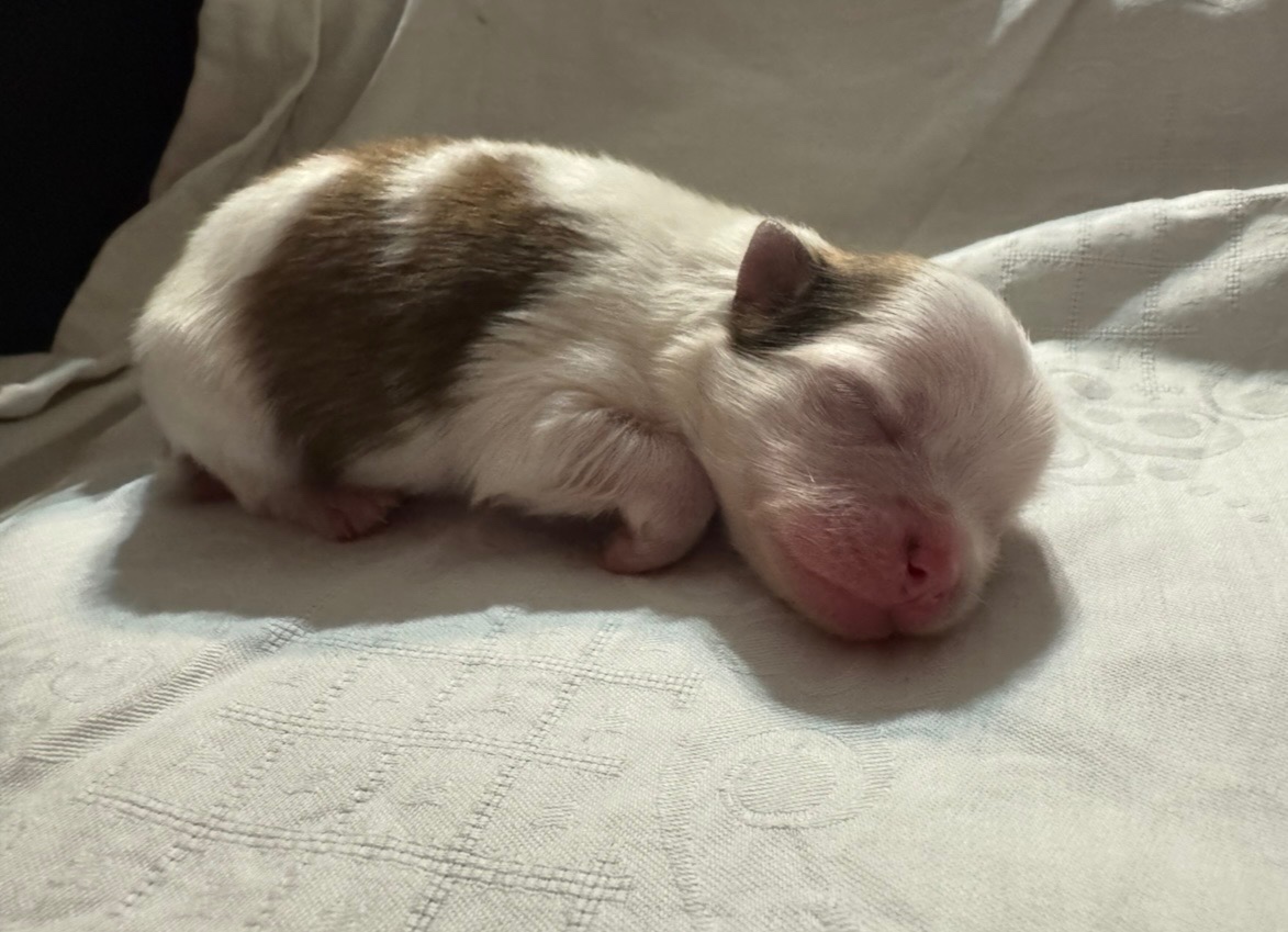 Pomeranian s PP ( FCI) - - 5