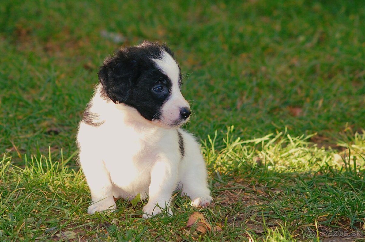 Šteniatka Border Kólia - 5