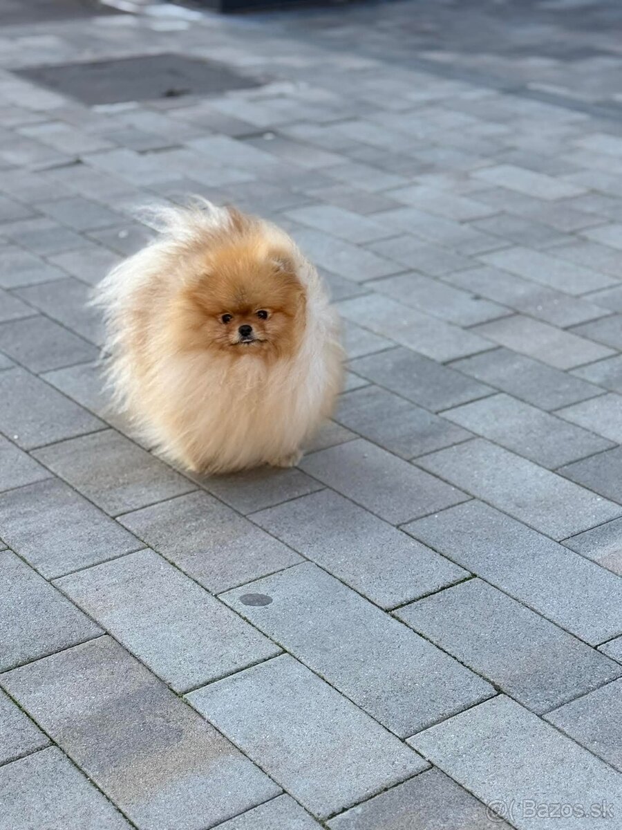 Pomeranian mini - 5