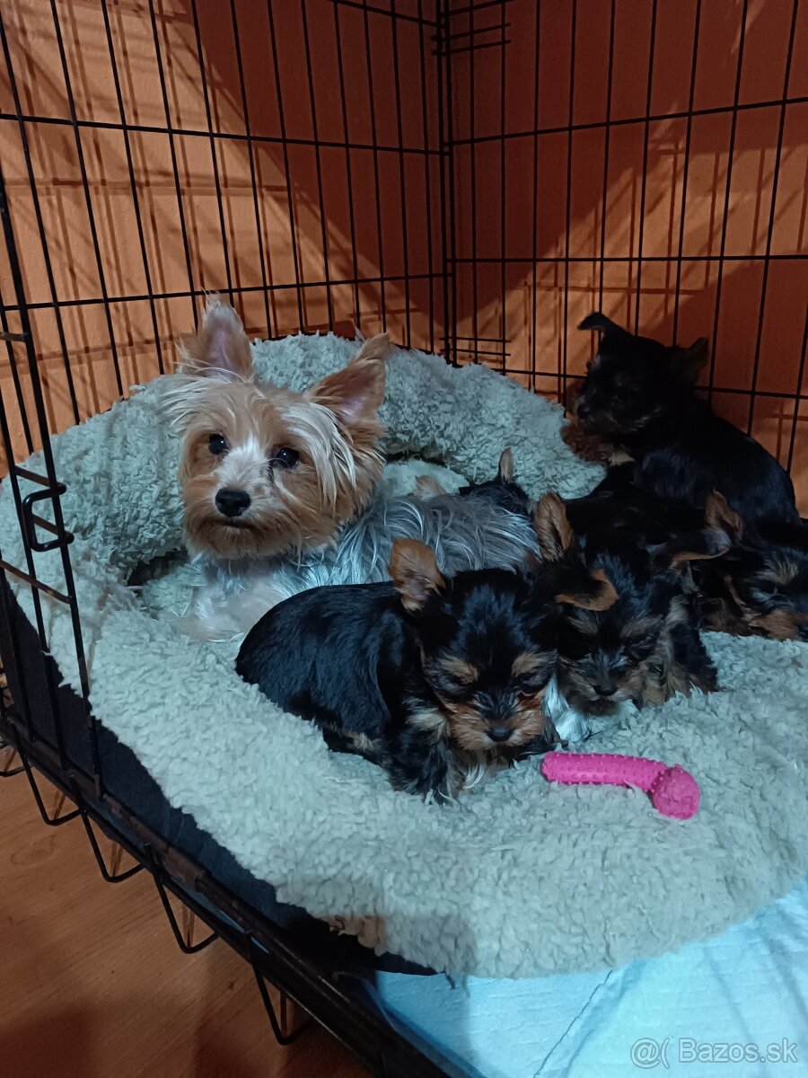 Yorkshirsky teriér - 5