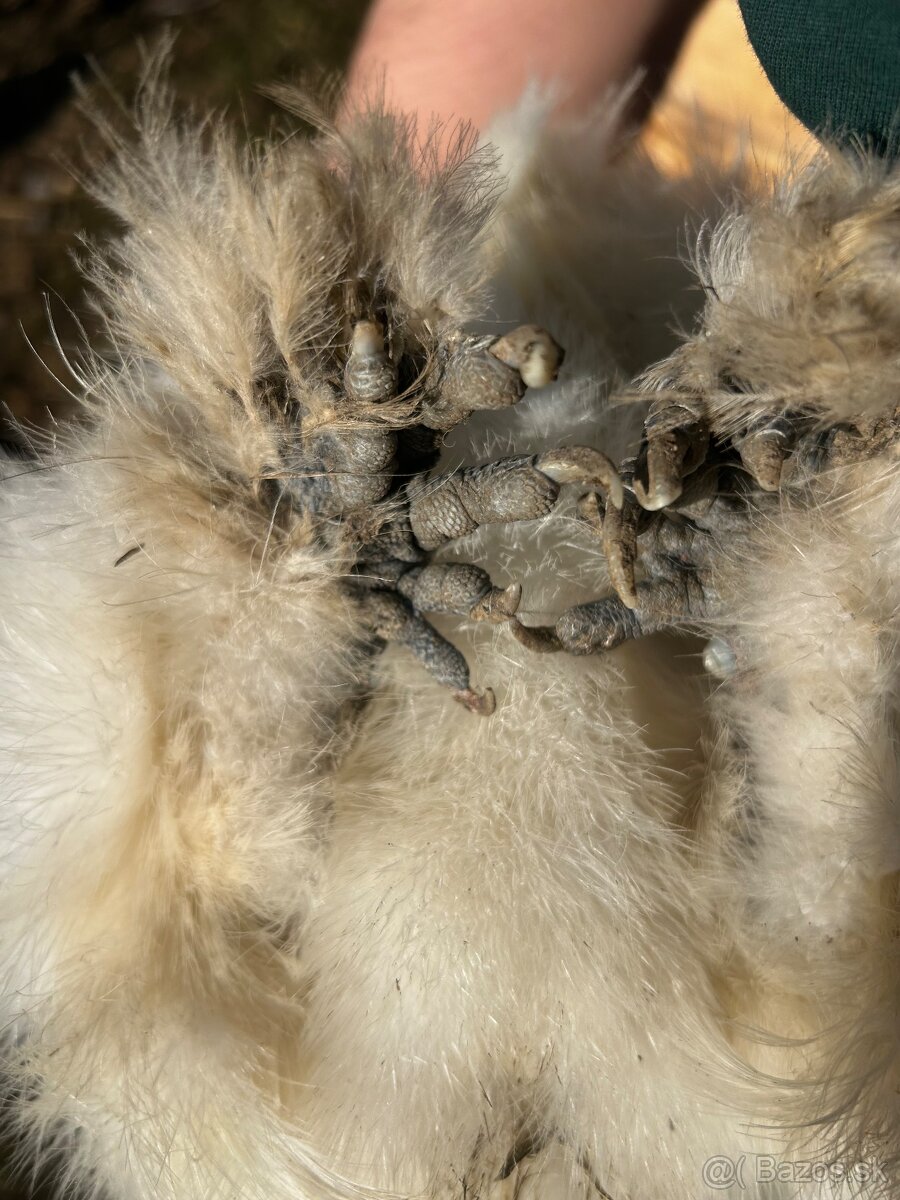 Hodvabničky - kohút - 5