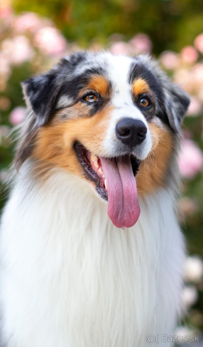 Australsky ovciak - Krytie, PP - 5