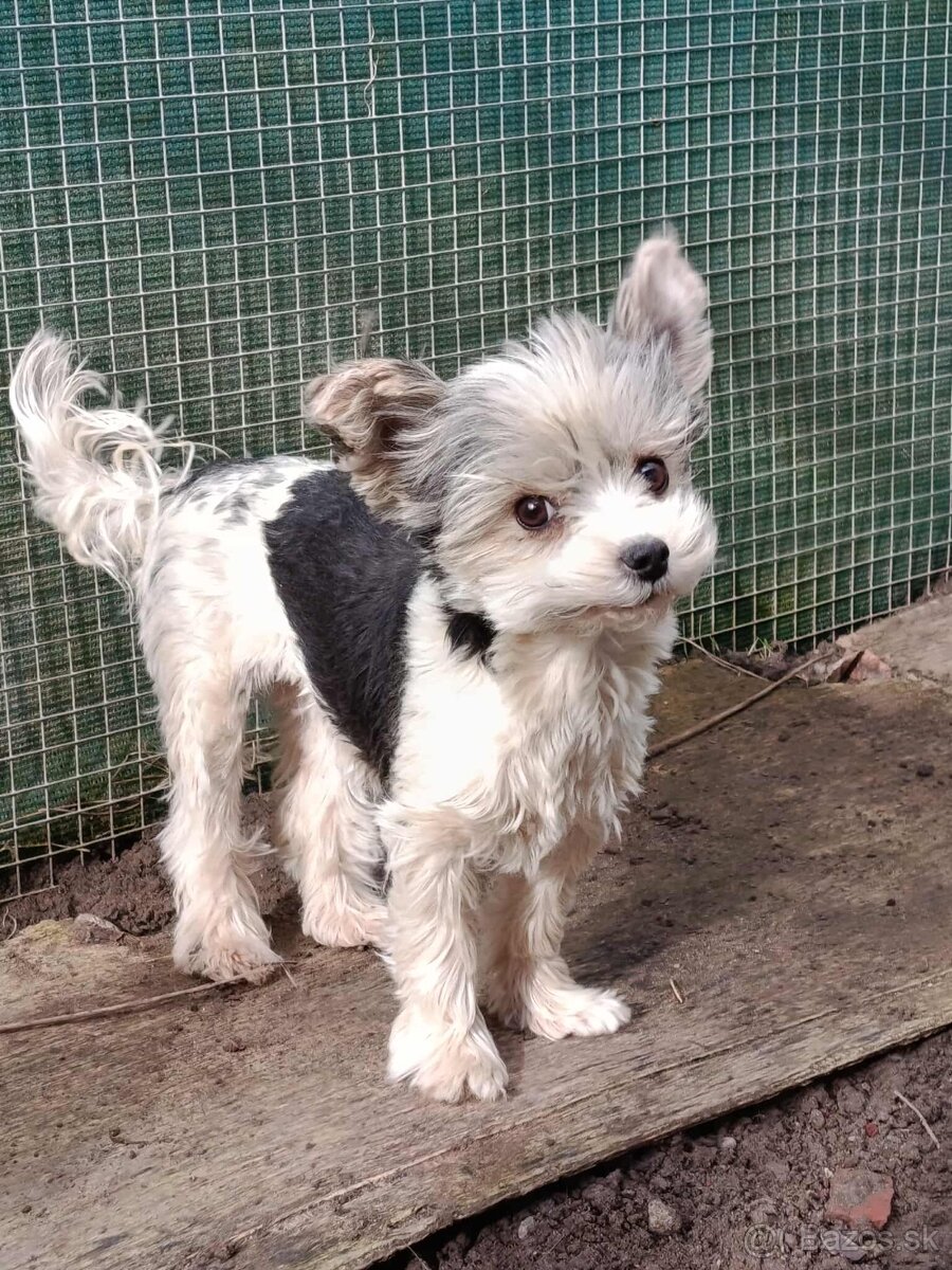 Yorkshirsky terier - biewer - 5