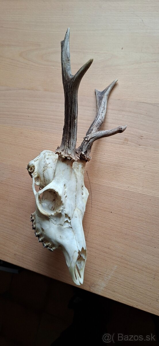 Trofej raritního srnce - 5