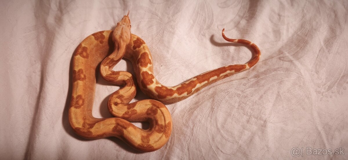 Velhad kralovsky sunglow - 5