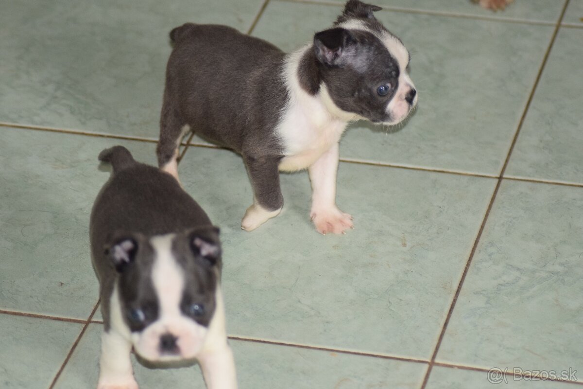 bostonský teriér s PP - modrý pejsek+ modrá holčička - 5