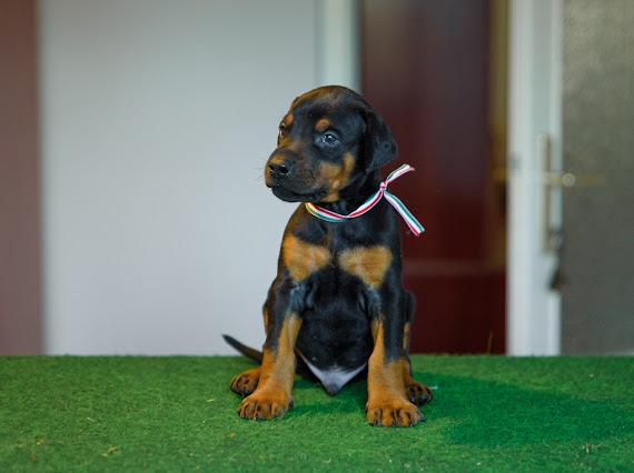 DOBERMAN ŠTENIATKA S FCI PP - 5