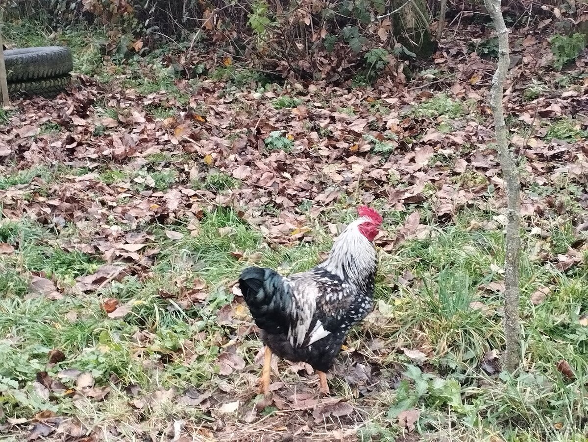 Predám mladých kohútikov - 5