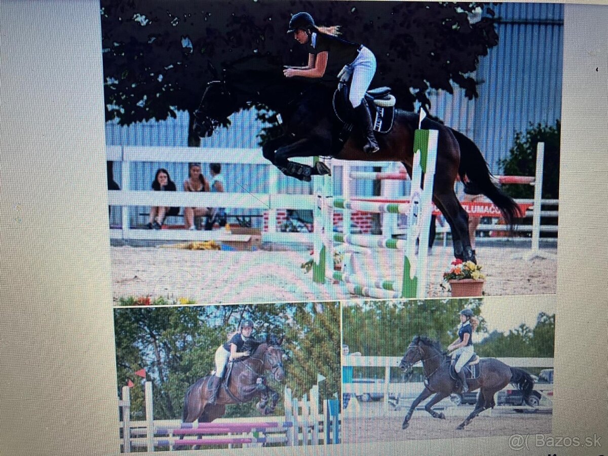 Pripúštanie žrebcom Furioso - 5