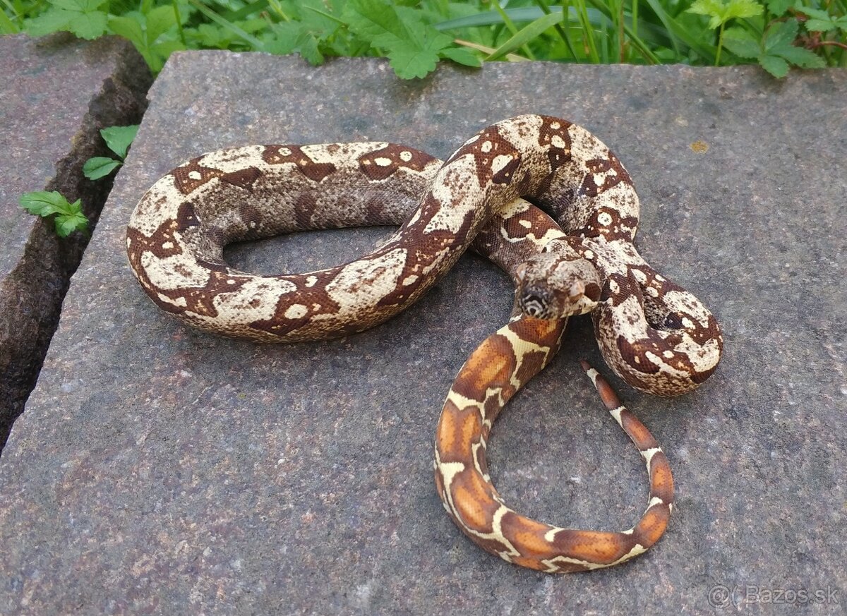 Boa imperator - Scoria Paradigm, IMG Arctic, IMG Paradigm - 5