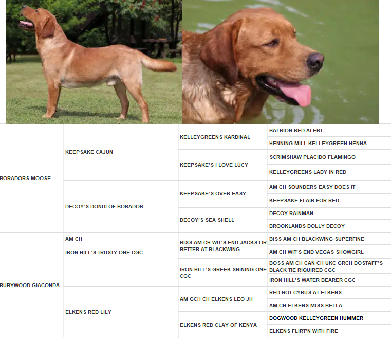 Labradorský retriever Fox Red s PP - 5