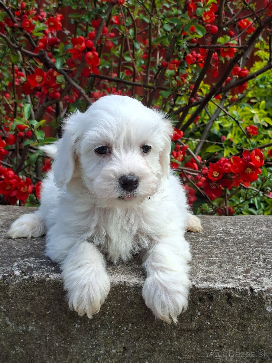 Maltipoo - 5