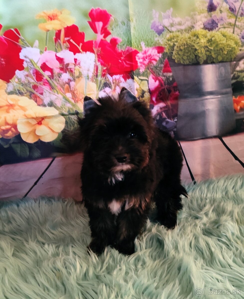 Yorkshire terrier - 5