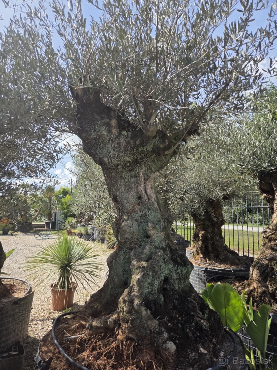 ‼️Akcia‼️ Olivovníky Bonsai - 5