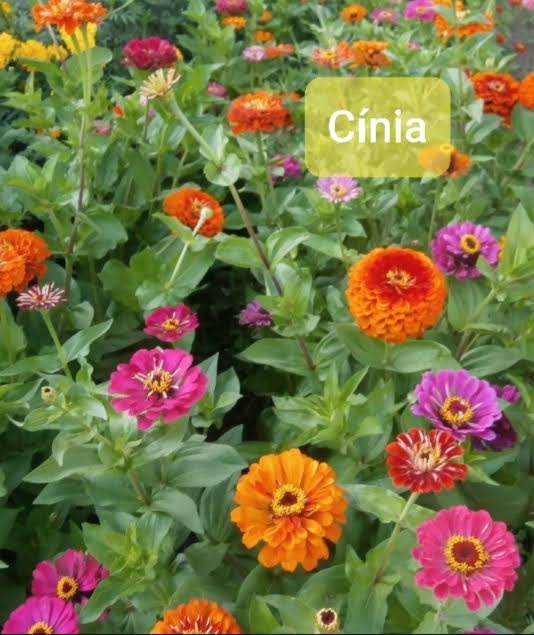 Semienka kvetov -rôzne druhy - 5