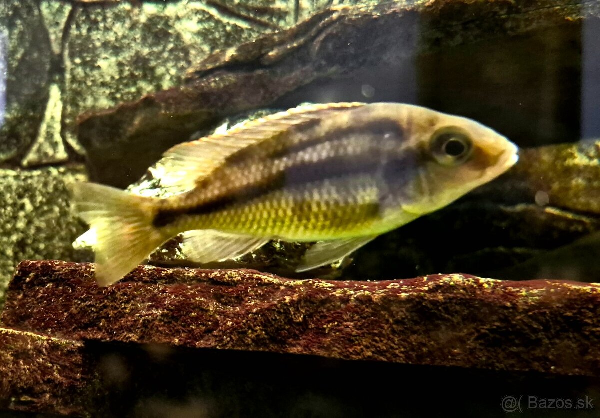 Africké cichlidy - 5