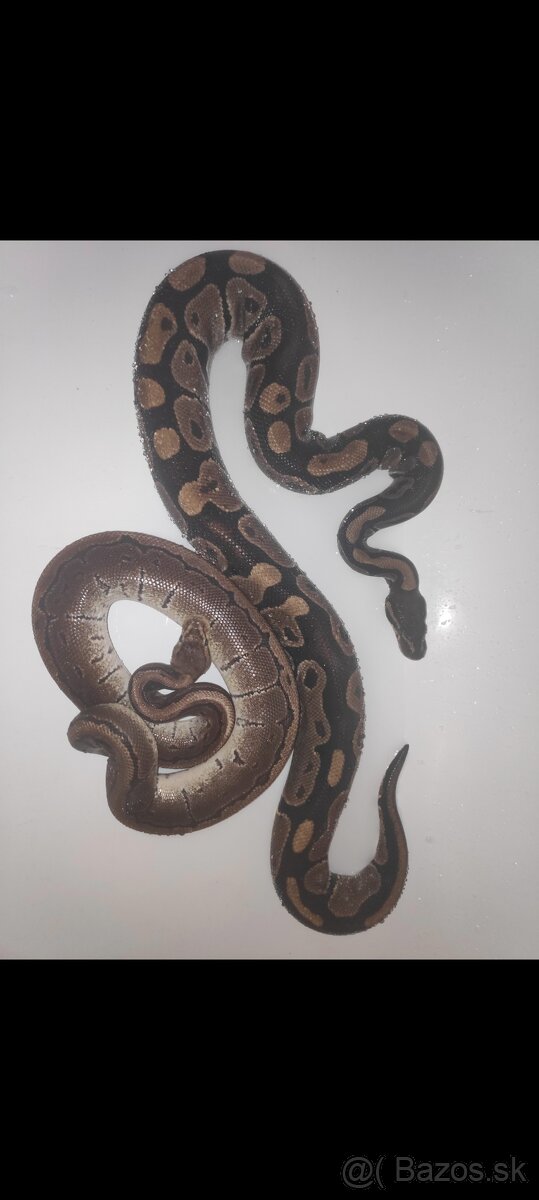 Python regius (Pytón Kráľovský) párik + tera - 5