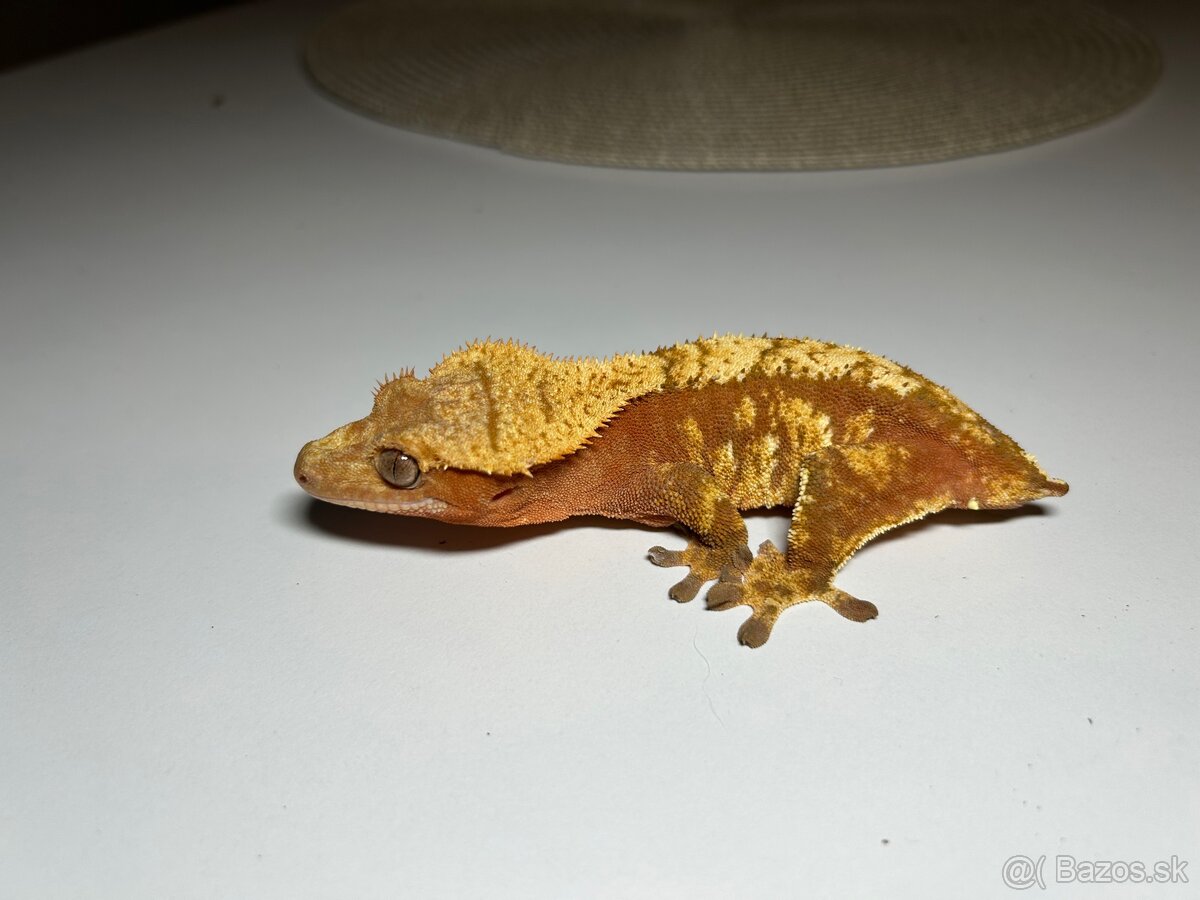 Pagekón Riasnatý - 5