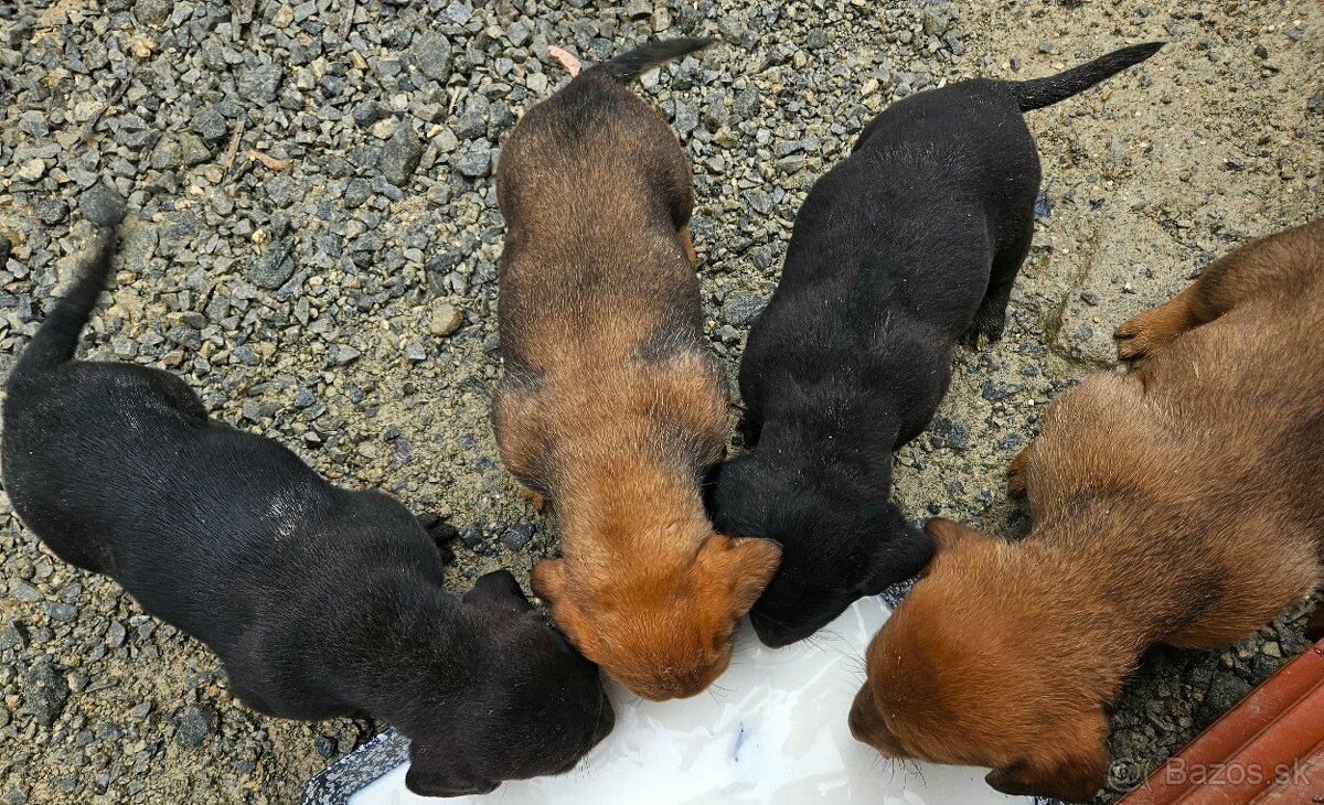 DARUJEM Šteniatka - 5