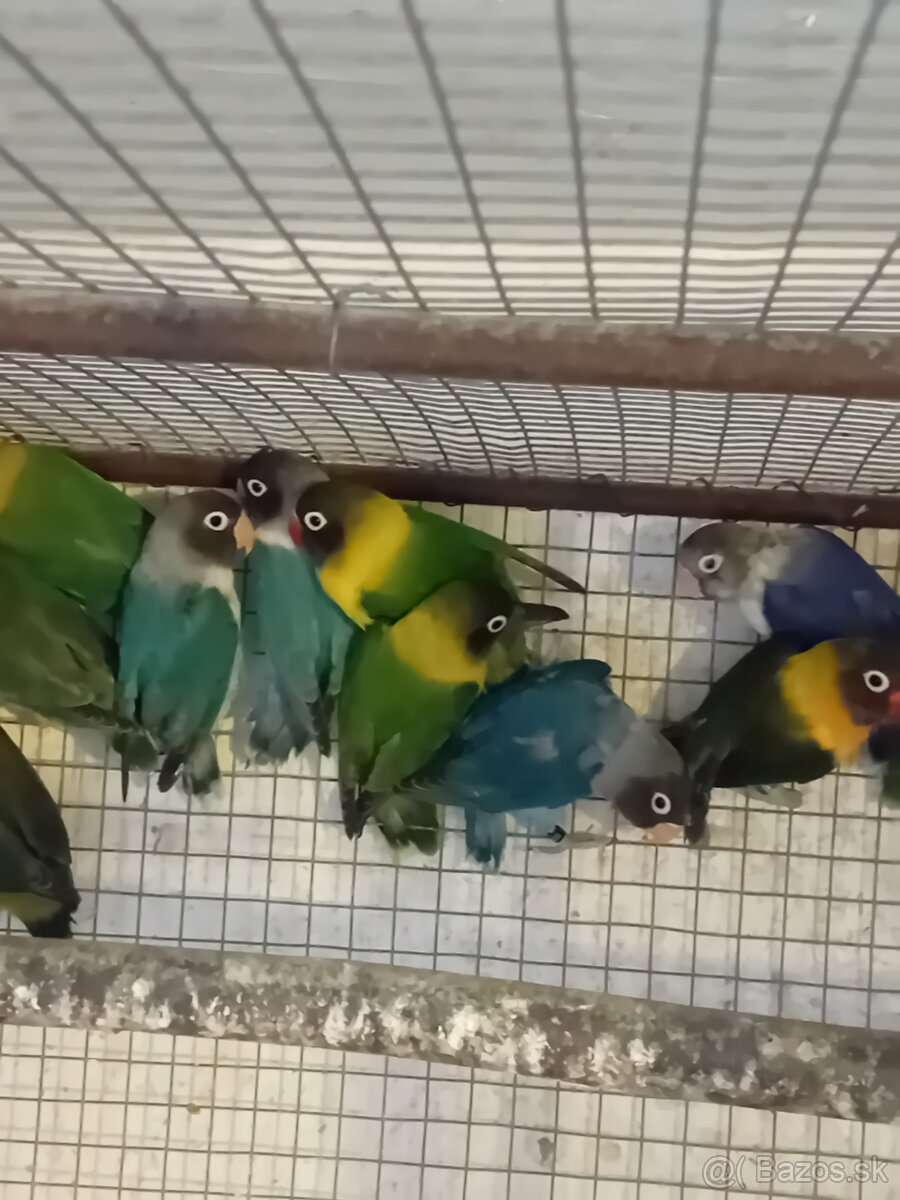 Agapornisy škraboškove - 5