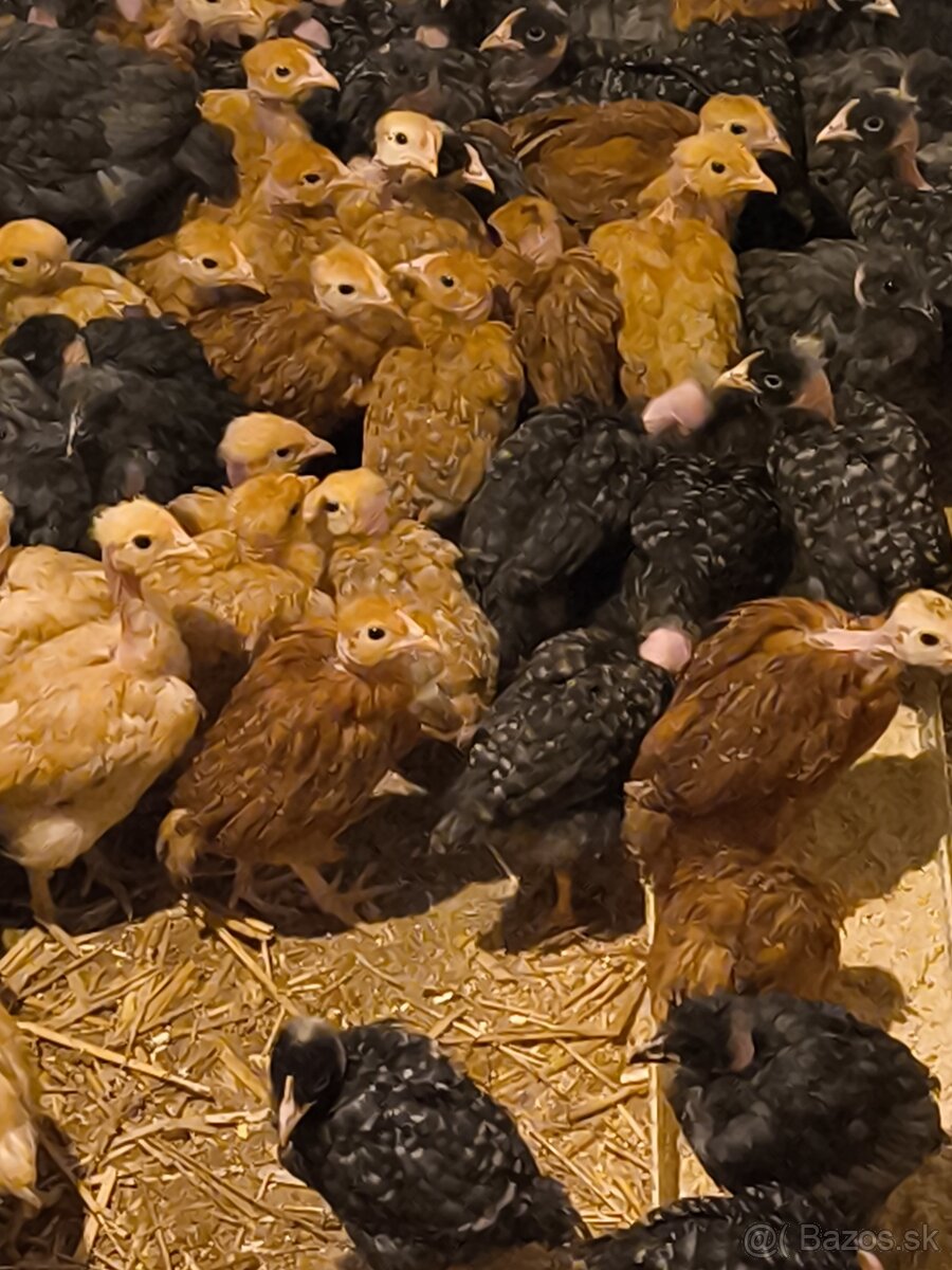 Kuričky DOMINNAT - 5