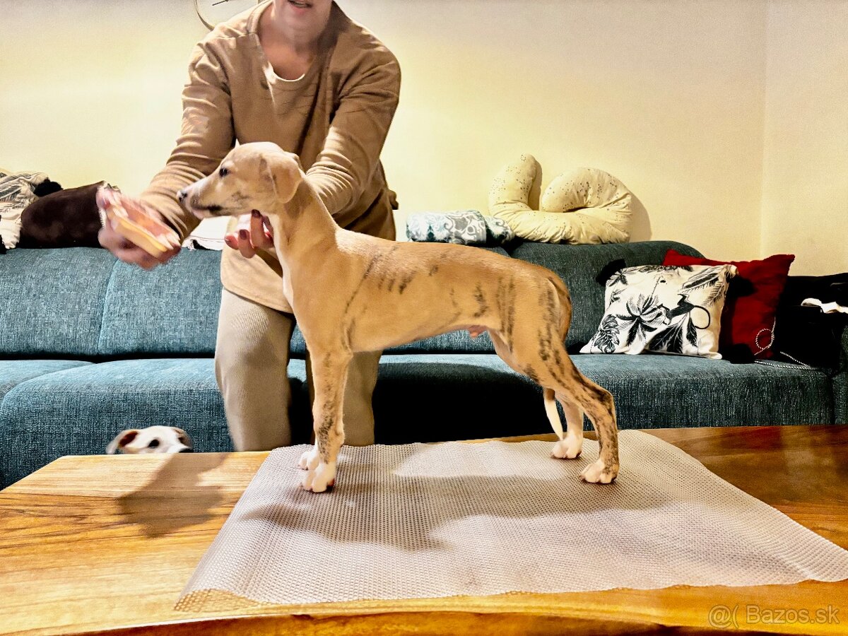 Šteniatka Vipet / Whippet - 5