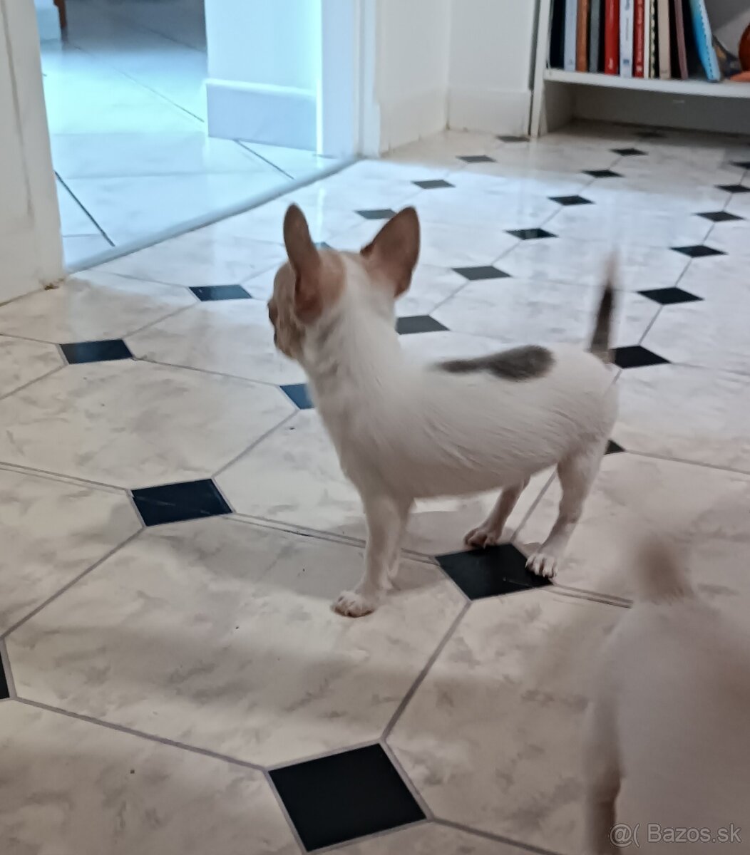 Civava kratkosrsta mini - 5