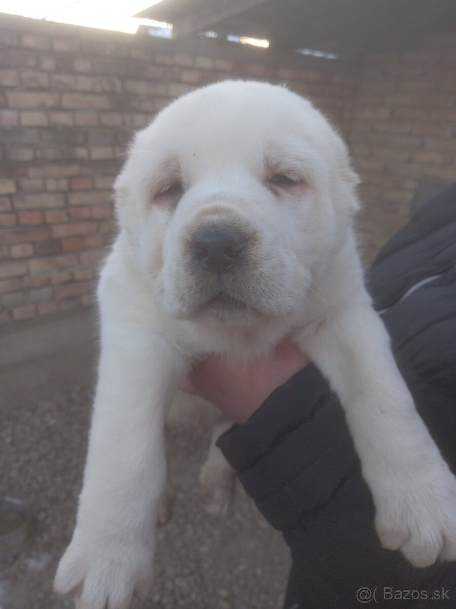 Stredoázijský ovčiak – šteniatka - 5