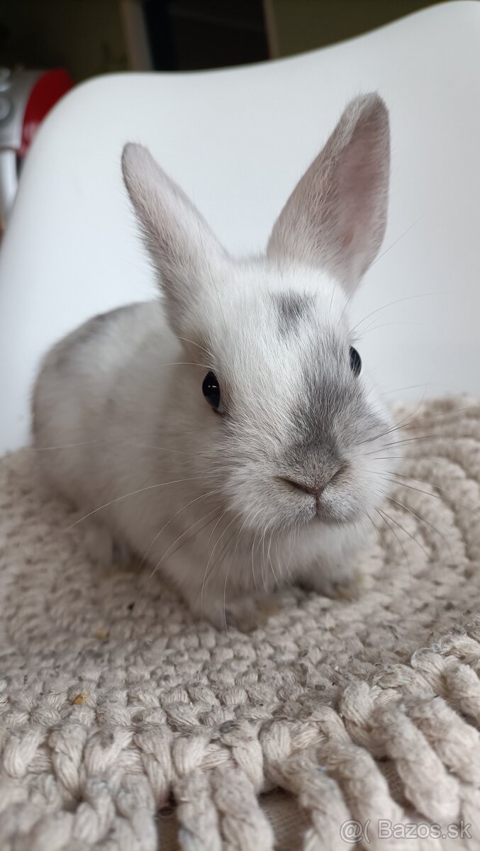 Zdrobnené kraliky - 5