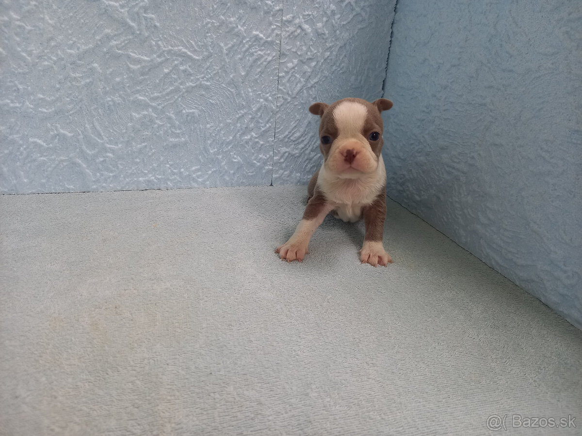 Boston ,Bostonský terrier - 5