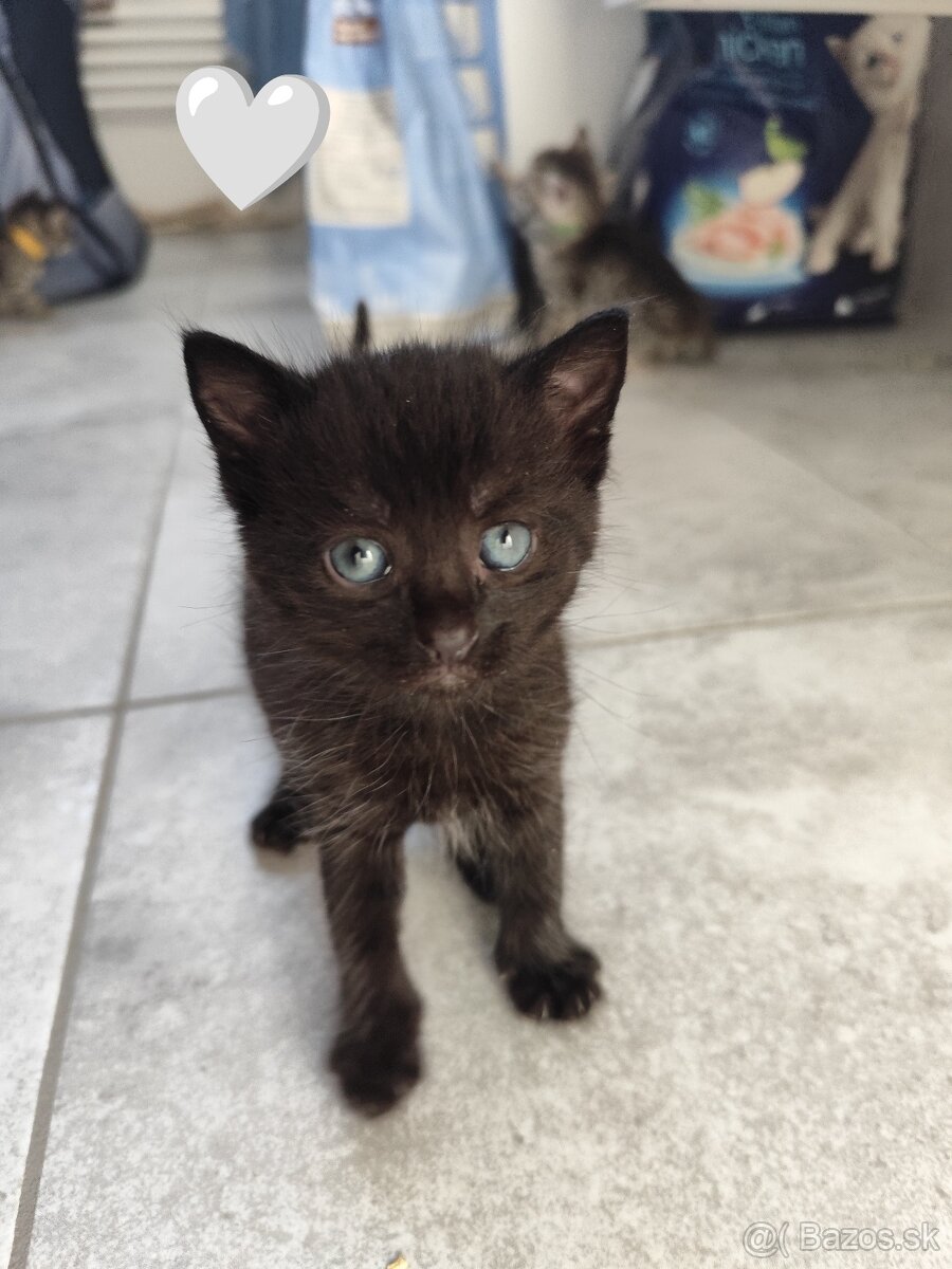 Darujem mačiatko - 5