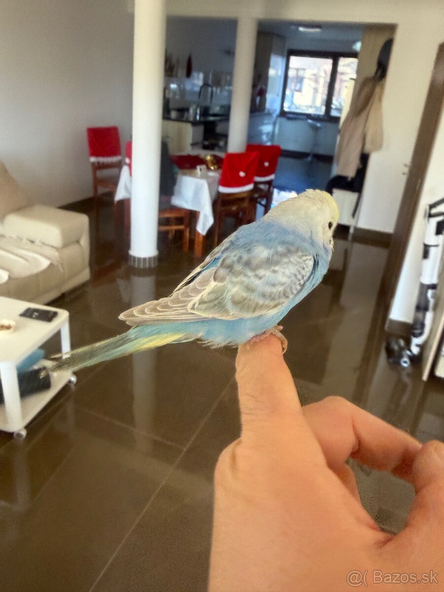 Andulka Maznačik - 5