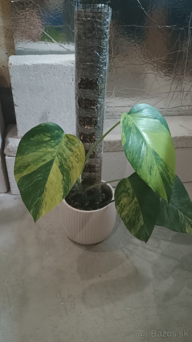 Monstera albo a aurea - 5