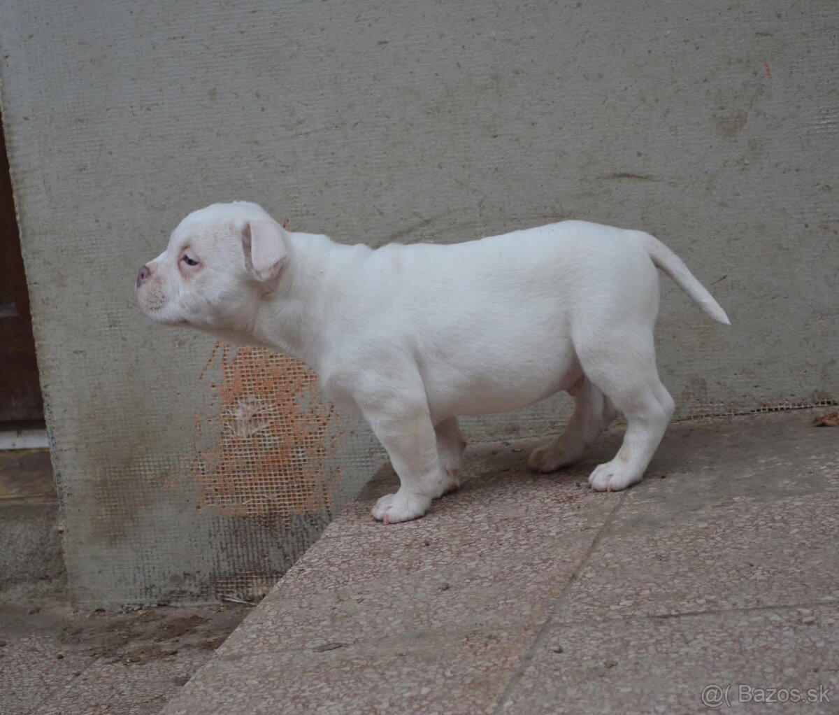 American bully pocket/ standatd - 5