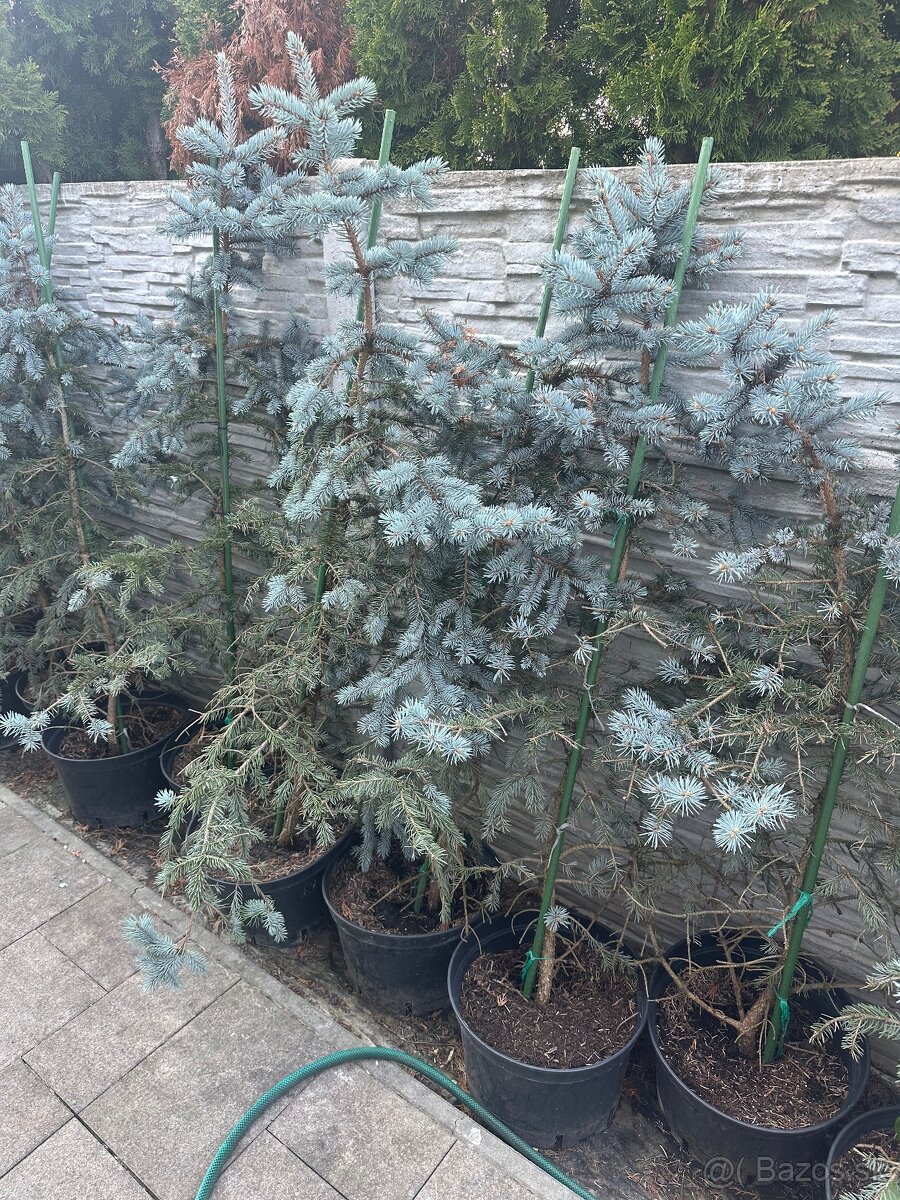 strieborny smrek-ihličnan ozdobny - 5