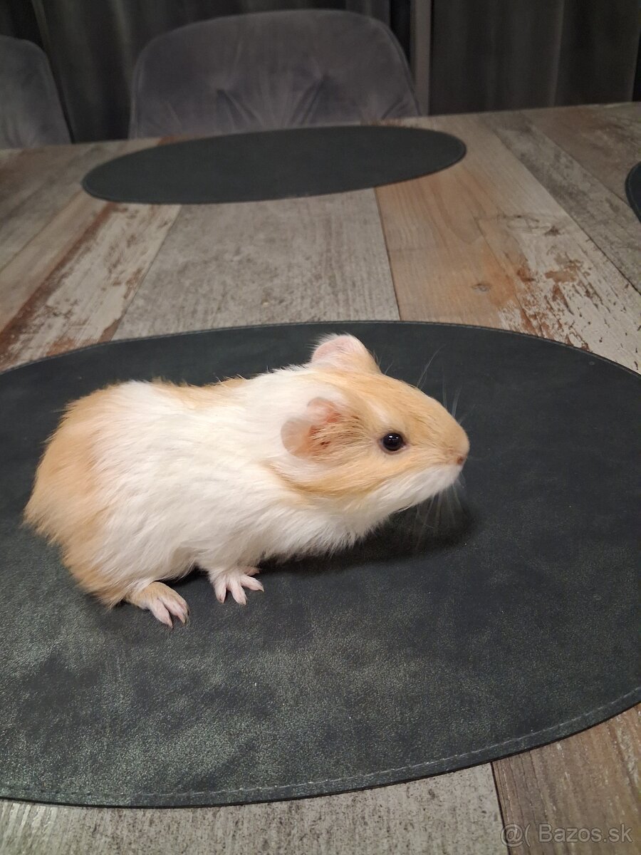 Darujem morčatá - 5