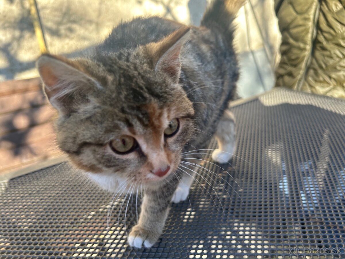 Maciatka darujem - 5