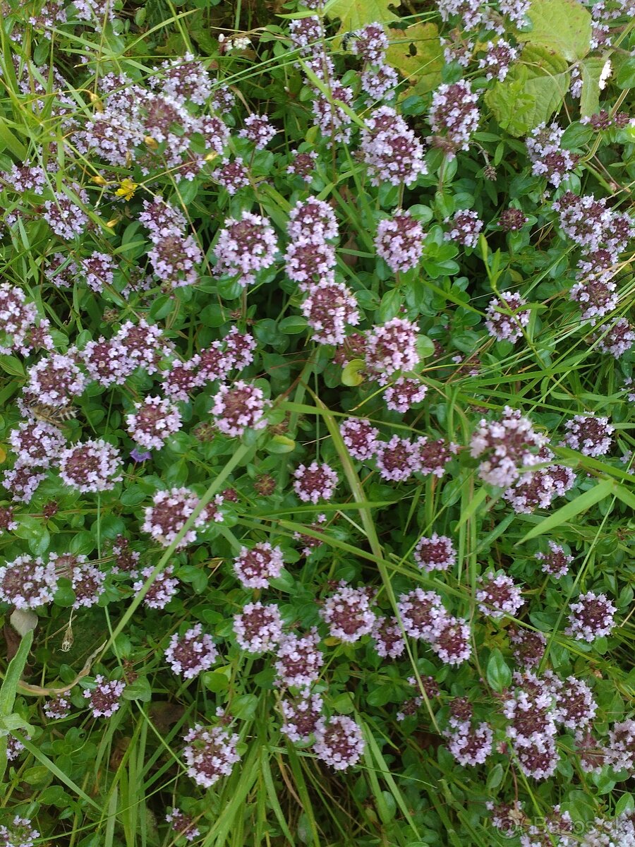 Sušené bylinky 1 - 5