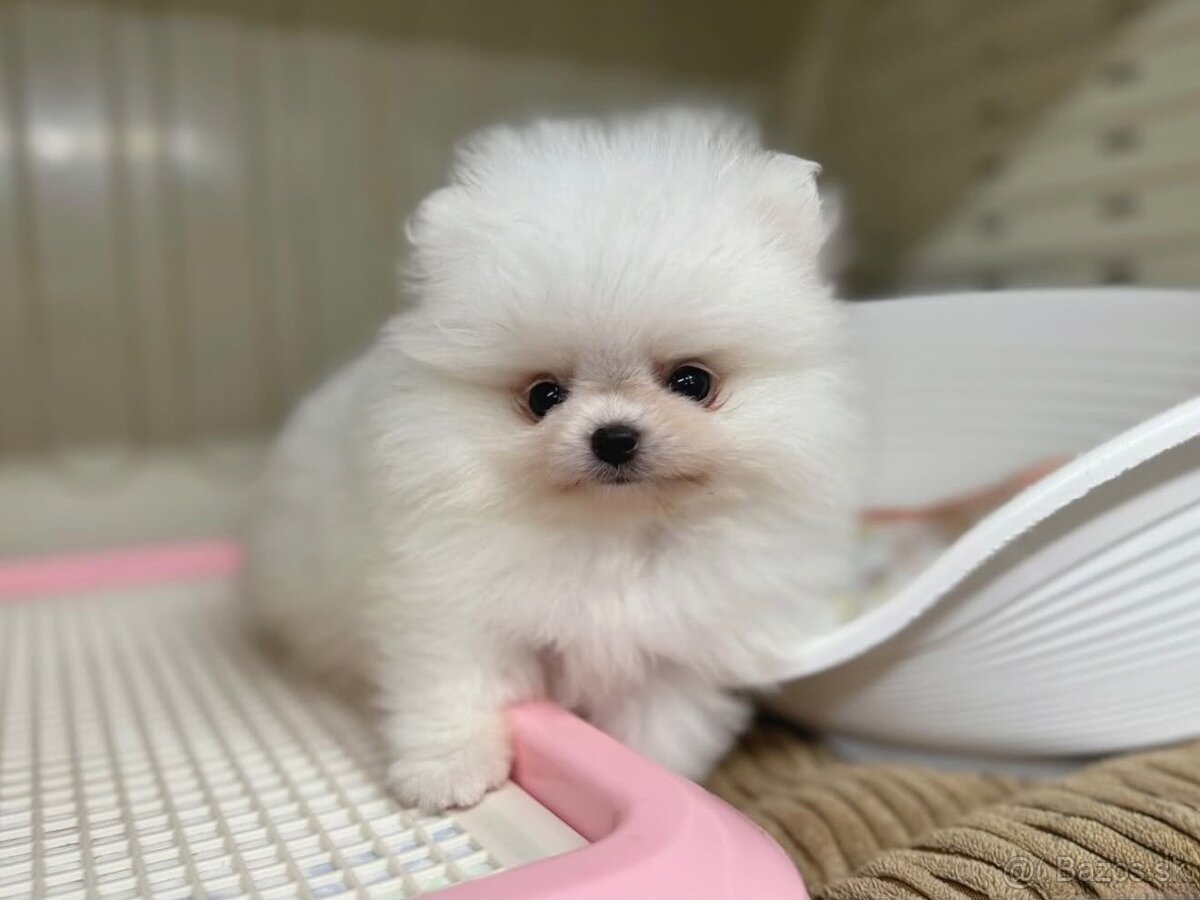Pomeranian mini 🤍 - 5