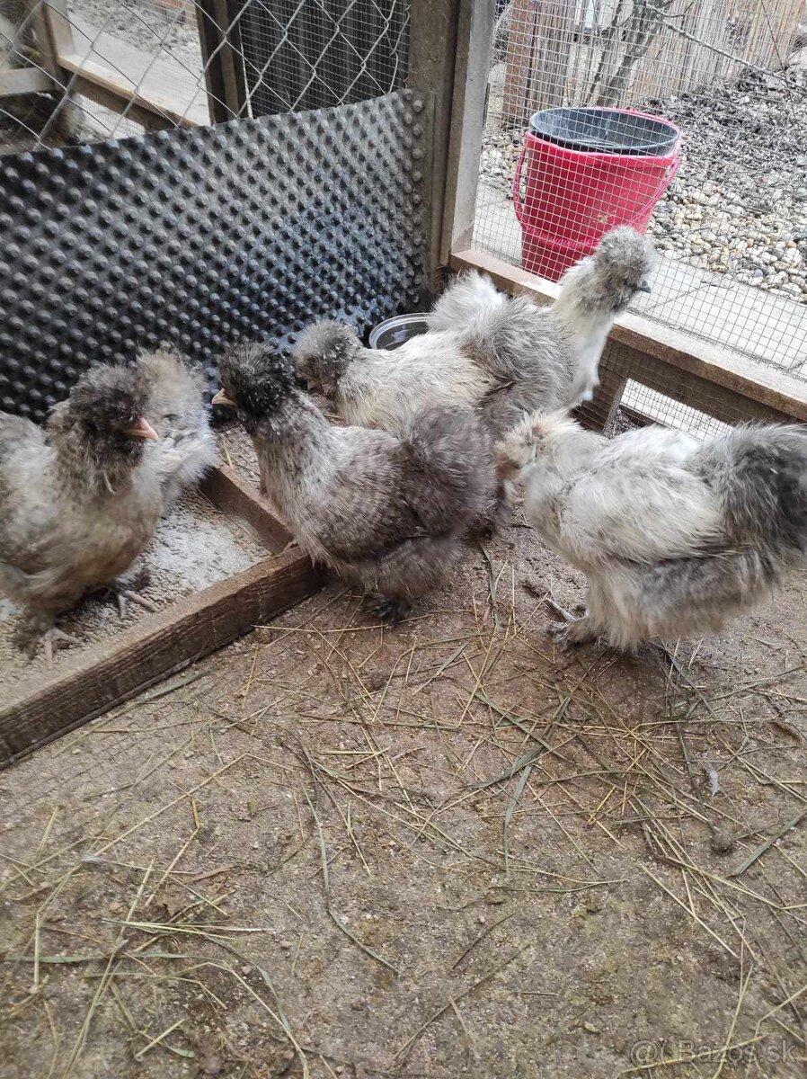 Hodvábničky - kuriatka - 5