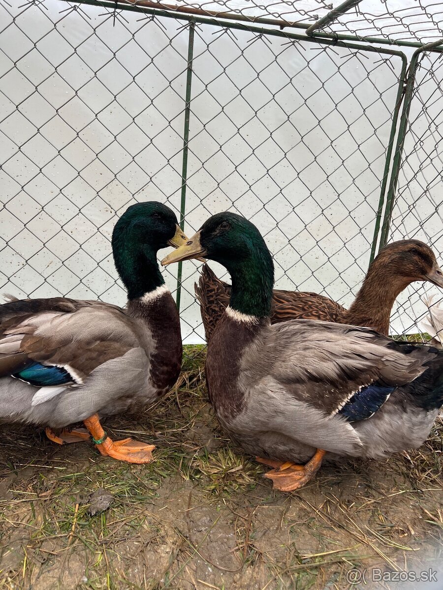 Kačice ruánske - 5