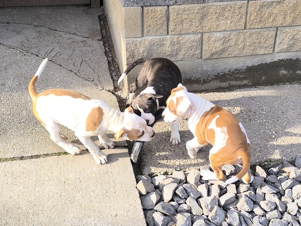 AMERICKÝ STAFORDŠÍRSKY TERIÉR s PP - 5