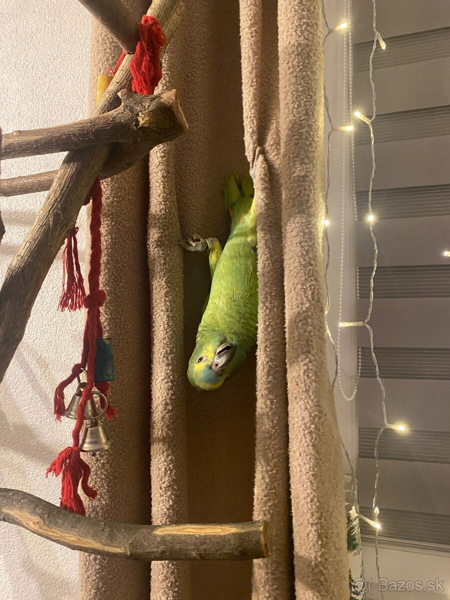 Amazonan modročelý - 5